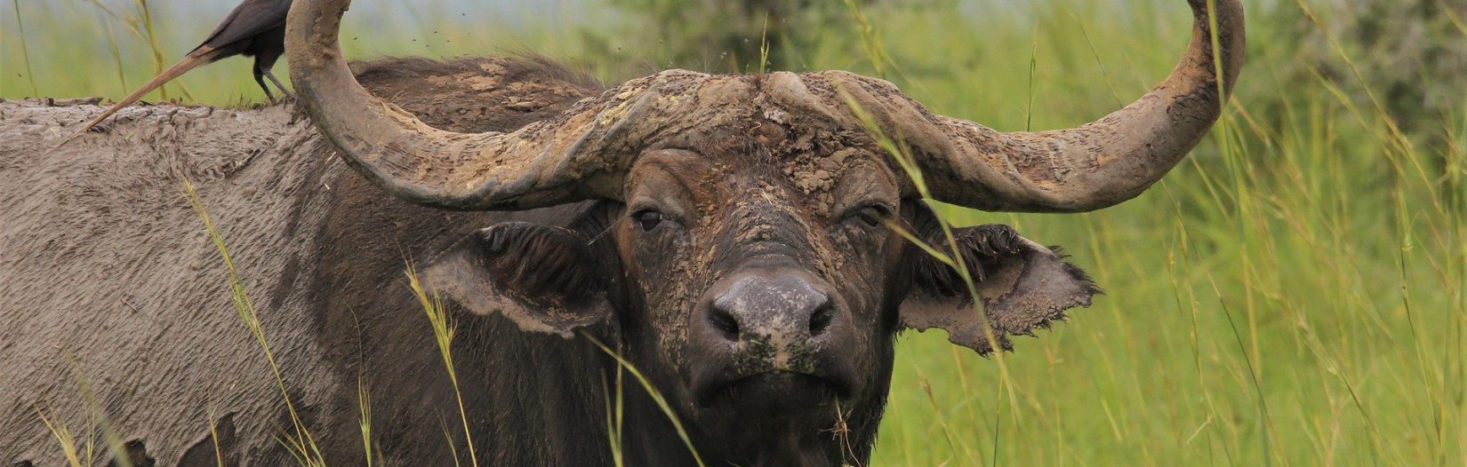 Kidepo Valley National Park